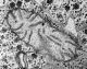 mitochondrion2.jpg